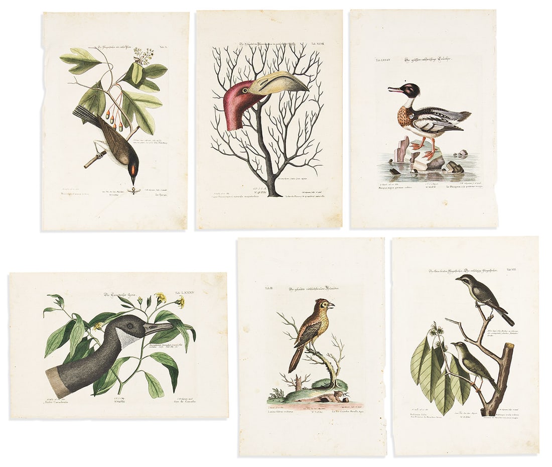 (BIRDS.) Seligman Group of 6 hand-colored engraved plates after Mark Catesby or George Edwards from: (BIRDS.) Seligman Group of 6 hand-colored engraved plates after Mark Catesby or George Edwards from Sammlung Verschiedener Auslaendischer. Folio sheets, approximately 16½x11 inches each; light fo
