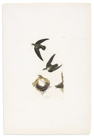 (BIRDS.) John James Audubon. American Swift. Plate CLVIII.