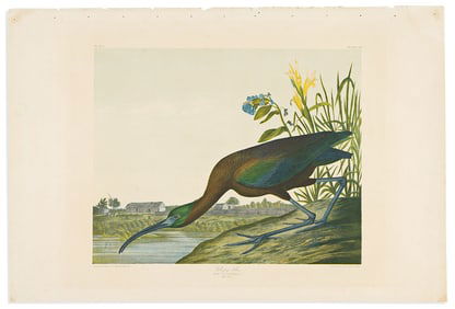 (BIRDS.) John James Audubon. Glossy Ibis. Plate 358.