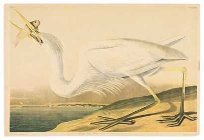 (BIRDS.) John James Audubon. Great White Heron. Plate 368.