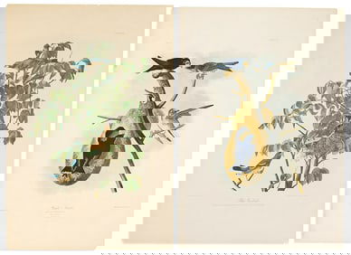 (BIRDS.) John James Audubon. Two chromolithographed plates from the Bien edition of Birds of