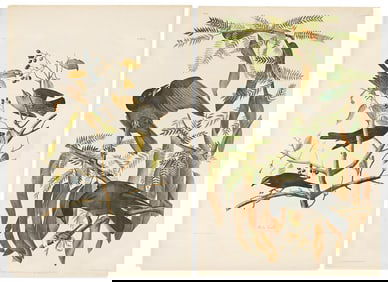 (BIRDS.) John James Audubon. Two chromolithographed plates from the Bien edition of Birds of