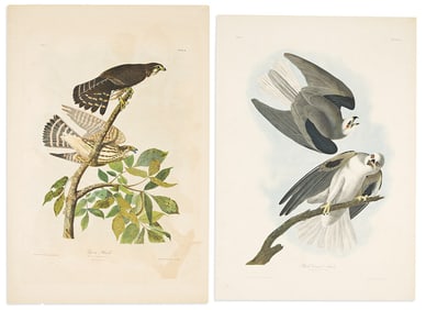(BIRDS.) John James Audubon. Two chromolithographed plates from the Bien edition of Birds of