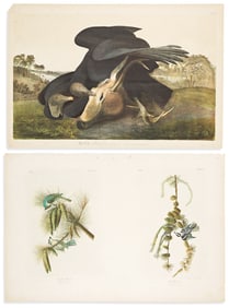 (BIRDS.) John James Audubon. Two chromolithographed plates from the Bien edition of Birds of