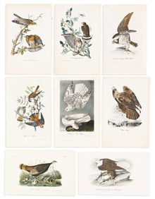 (BIRDS.) John James Audubon. Group of 8 hand-colored lithographs from the first octavo edition of