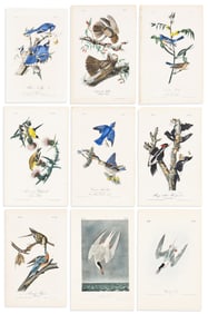 (BIRDS.) John James Audubon. Group of 9 hand-colored lithographs from the first octavo edition of