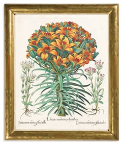 (BOTANICAL.) Basilus Besler. Group of 5 lovely hand-colored engraved plates from Hortus