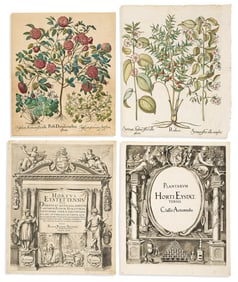 (BOTANICAL.) Basilus Besler. 2 engraved plates and two engraved title-pages from Hortus
