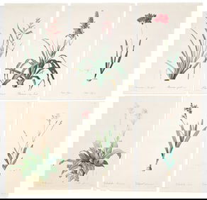 (BOTANICAL.) Pierre-Joseph Redoute. Group of 6 hand-finished color-printed stipple engravings from