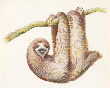 MIGUEL COVARRUBIAS (1904 - 1957) Bradypus Tridactilus. Three-toed Sloth.