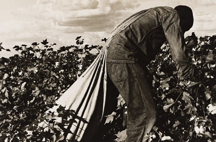 Dorothea Lange. Migratory field worker picking cotton in San Joaquin Valley, California. November