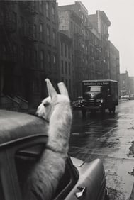 Inge Morath. A Llama in Times Square. 1957; printed 1970s.