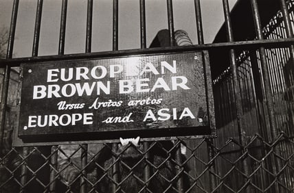 Garry Winogrand. Bear, Central Park Zoo, New York, from the Fifteen Photographs portfolio. 1967;
