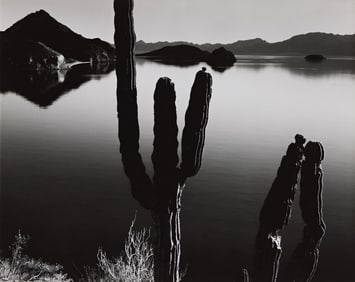 Brett Weston. Cardons and Bay. 1966; printed 1980s.