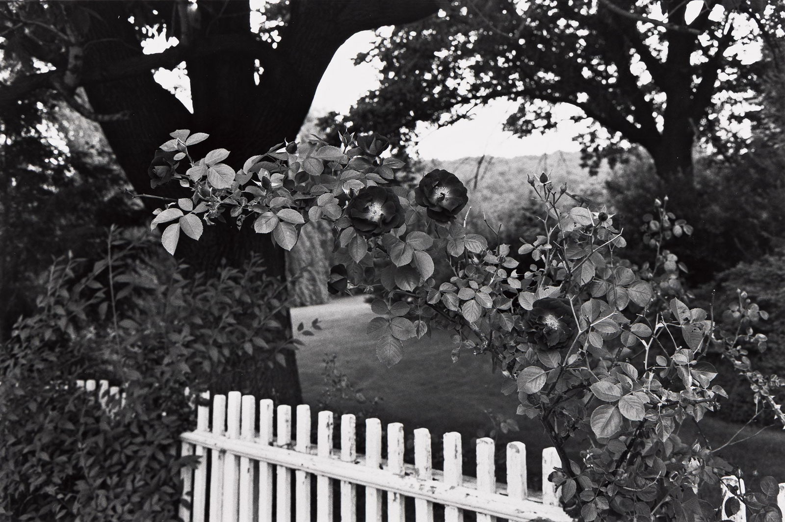 Lee Friedlander. Pomona, NY. 1977.: Lee Friedlander1934-Pomona, NY. 1977.Silver printWith Friedlander's signature, title, and negative date in pencil, and his 1978 copyright stamp on verso.The image 8 x 12 in. (20.3 x 30.5 cm.), the she