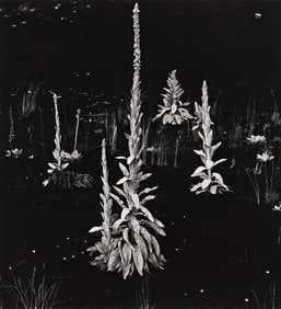 Brett Weston. Plants at Water's Edge. 1980.