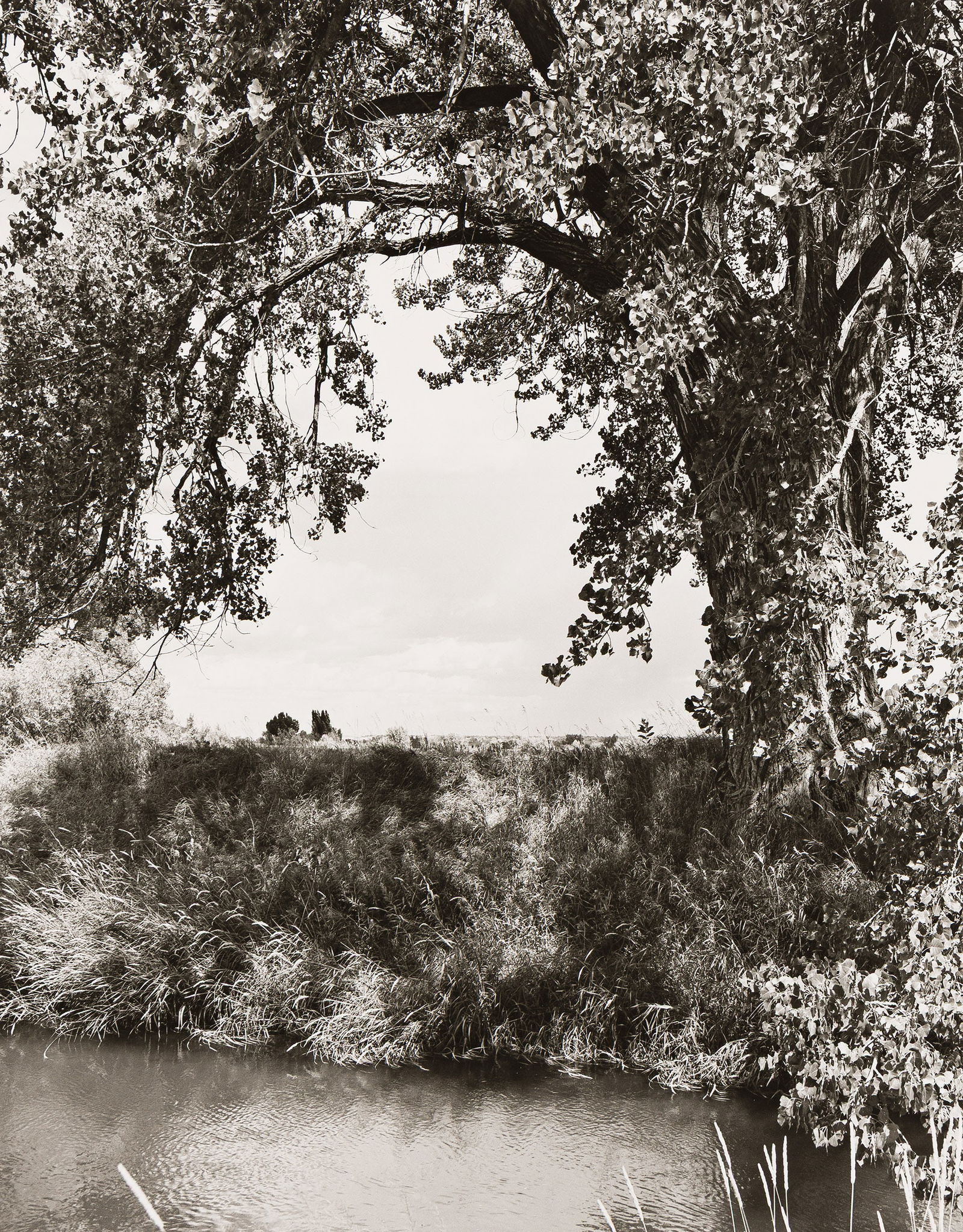 An irrigation canal, Larimer County, Colorado. Early 1990s; printed 1995.: Robert Adams1937-An irrigation canal, Larimer County, Colorado. Early 1990s; printed 1995.Silver printWith Adams' signature, title, negative and print dates, and inscription in pencil on verso.The ima