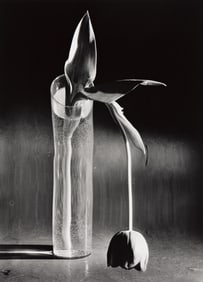 AndrÈ KertÈsz. Melancholic Tulip. 1939; printed 1970s.