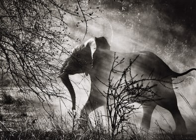 Sebasti„o Salgado. Elephant (against light), Kafue National Park, Zambia. 2010.