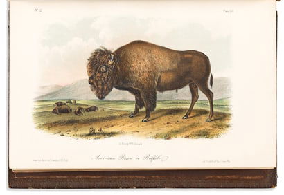 (ANIMALS.) John James Audubon. The Quadrupeds of North America. New York: V. G. Audubon, 1854