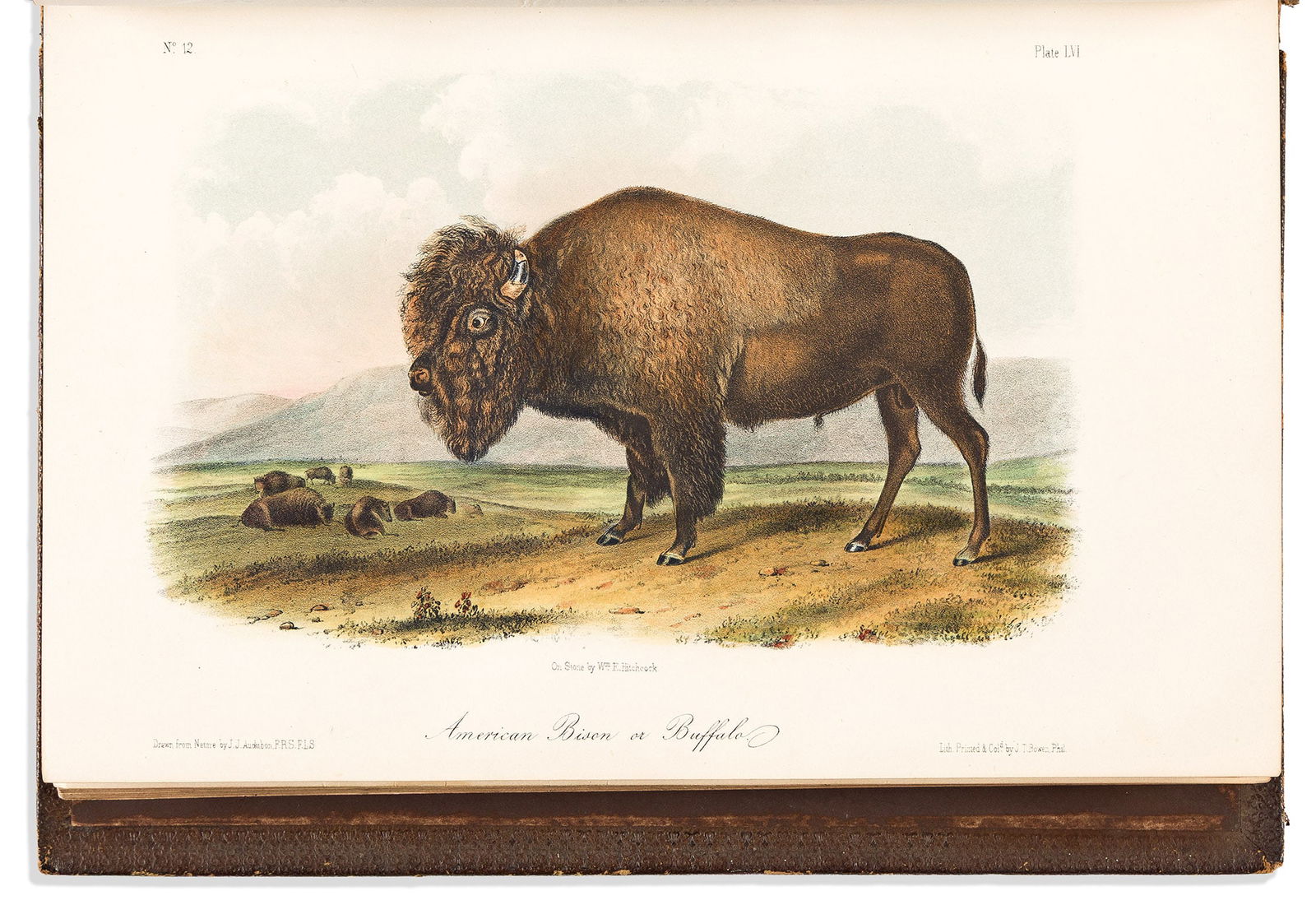 (ANIMALS.) John James Audubon. The Quadrupeds of North America. New York: V. G. Audubon, 1854 (1 of 2)