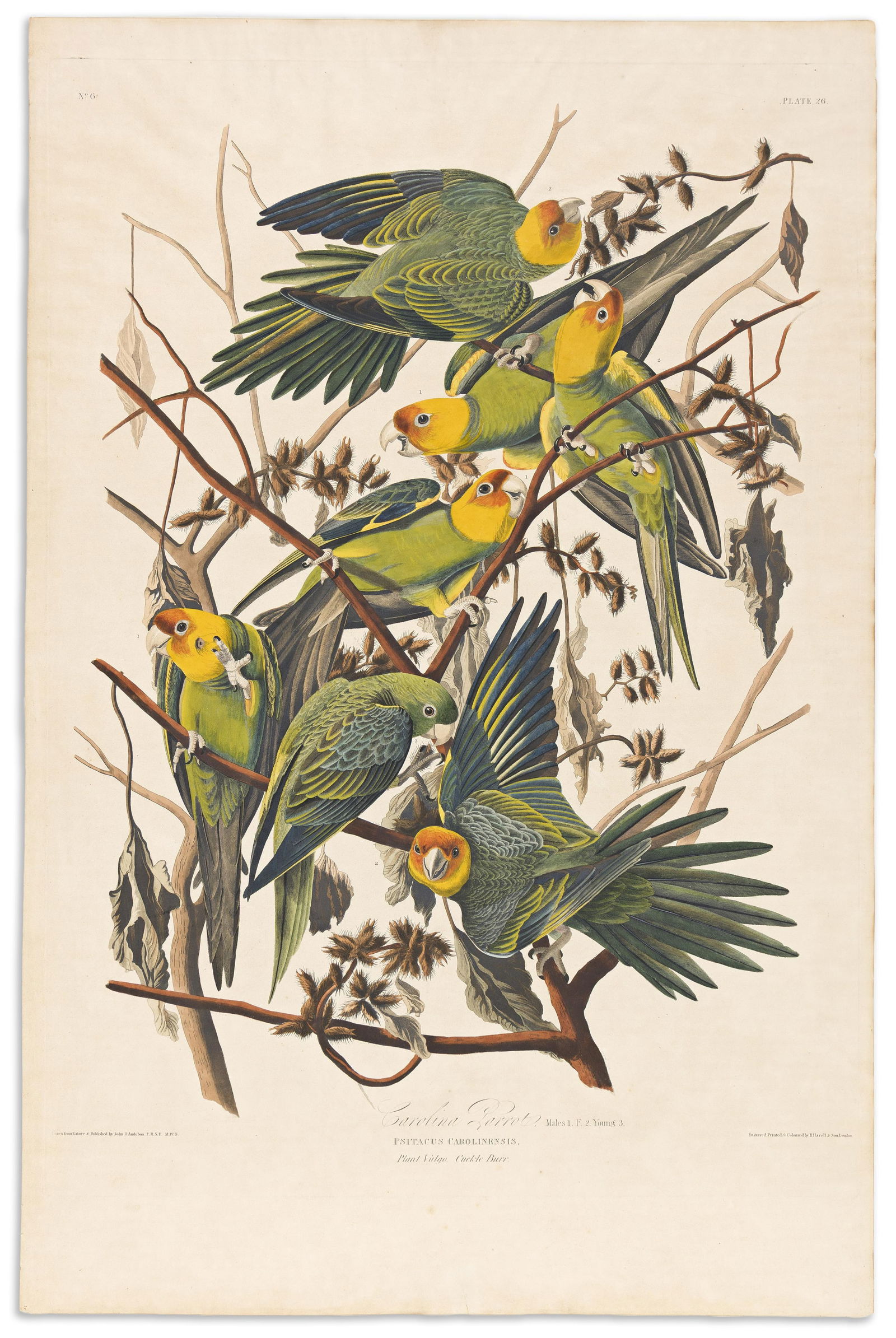 (BIRDS.) John James Audubon. Carolina Parrot. Plate 26. London, 1827: (BIRDS.)John James Audubon. Carolina Parrot. Plate 26. London, 1827Hand-colored aquatint and engraved plate from the Birds of America. "JWhatman/Turkey Mill/1827" watermarked wove paper, 37
