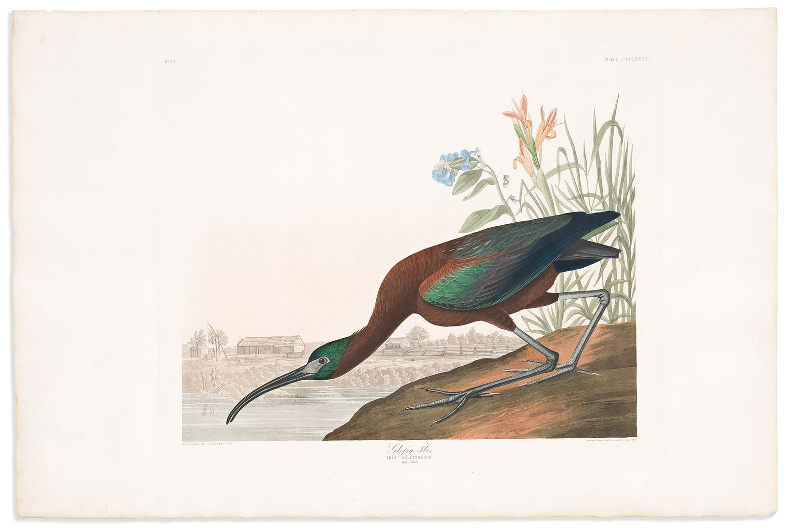 (BIRDS.) John James Audubon. Glossy Ibis. Plate CCCLXXXVII. London, 1837 (1 of 1)