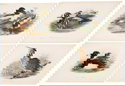 (BIRDS.) John Gould. Group of 8 hand-colored lithographed plates from The Birds of Great Britain.
