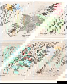 (BOTANICAL.) Basilus Besler. Group of 4 hand-colored engraved plates from Hortus Eystettensis.