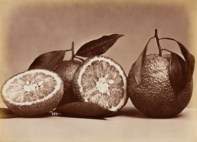 Fratelli Alinari. Arancia, Citrus Aurantium, Firenze [bitter orange]. 1870s.