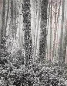 Wynn Bullock. Del Monte Forest. 1956.