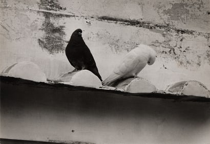 Ernst Haas. Two pigeons. 1950s.