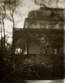 Josef Sudek. Flowering Branch in Belvedere Gardens. 1960s.