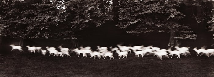 Paul Caponigro. Running White Deer, Wicklow, Ireland. 1967.