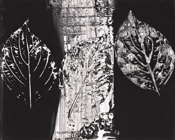 György Kepes. Leaf Collage. 1978.