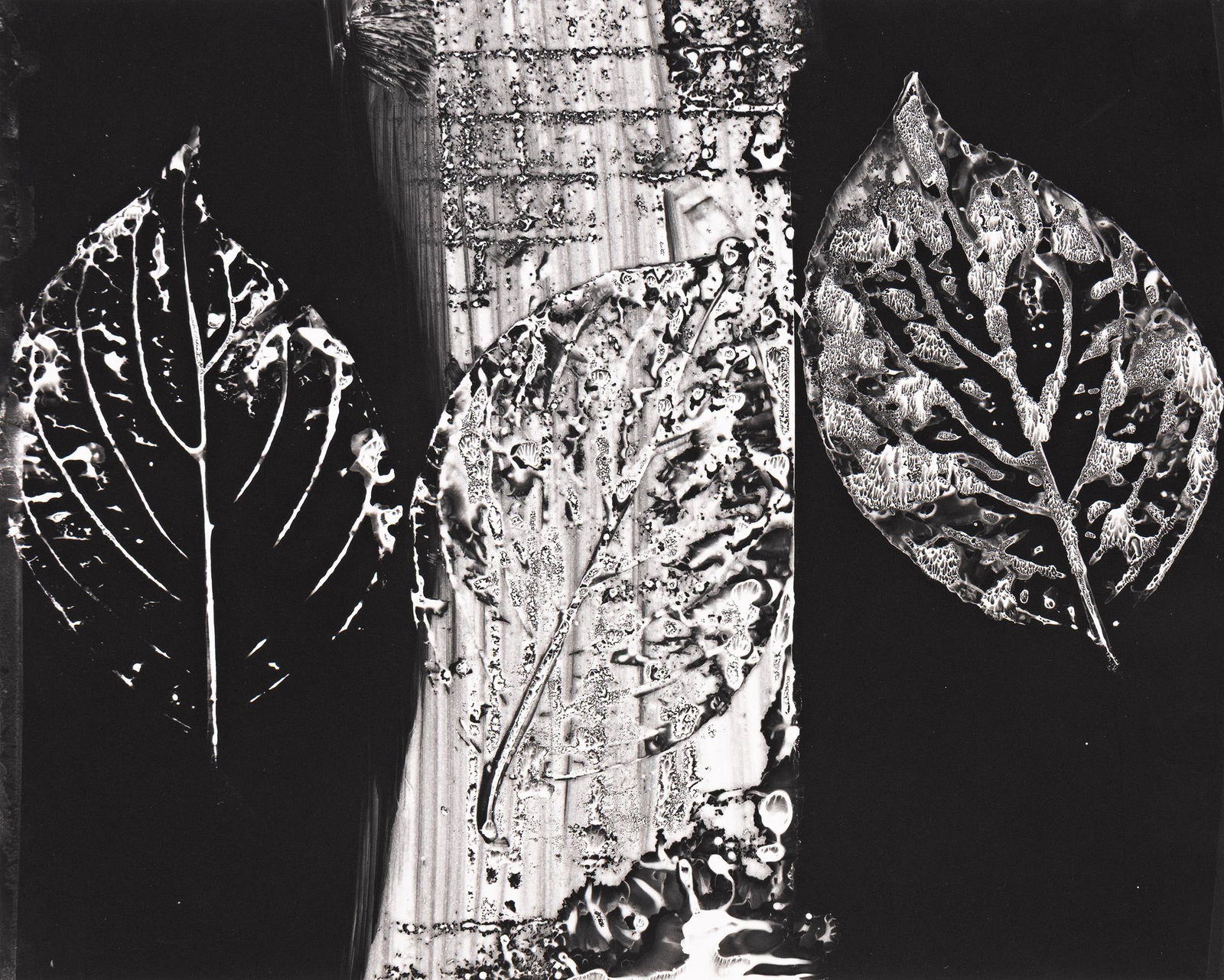 György Kepes. Leaf Collage. 1978.: György Kepes1906-2001Leaf Collage. 1978.Silver printWith Kepes' signature, the title twice, and dates 1975 and 1978 in pencil and ink, on verso.The image 15 5/8 x 19 3/8 in. (39.7 x 49.2 cm.), th