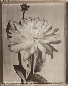 Tom Baril. Dahlia. 1996; printed 2000.