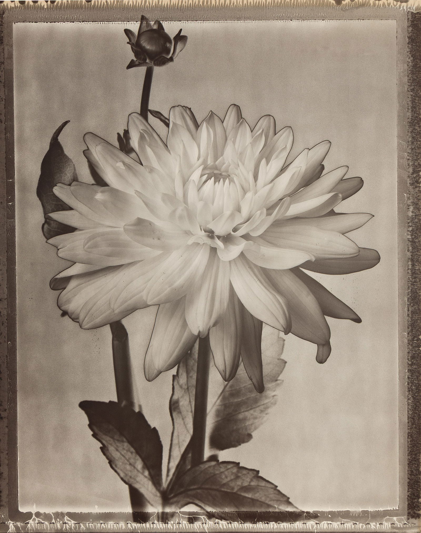 Tom Baril. Dahlia. 1996; printed 2000. (1 of 1)