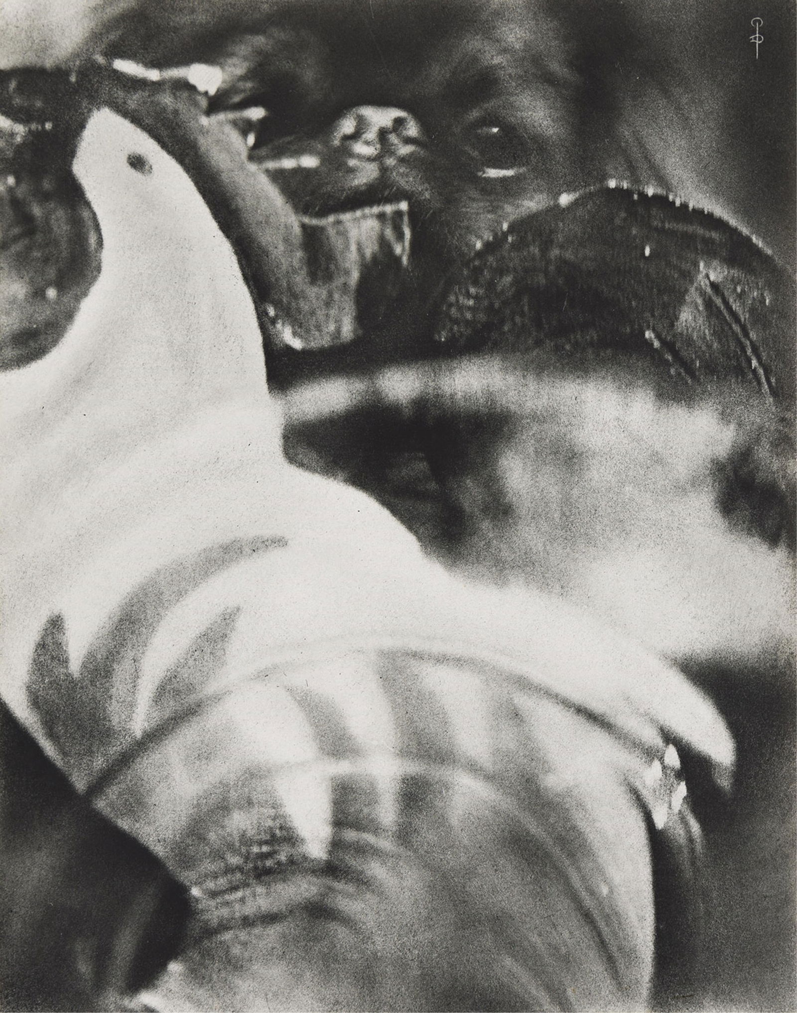 Pierre Dubreuil. Mon Pékinois. 1929. (1 of 1)