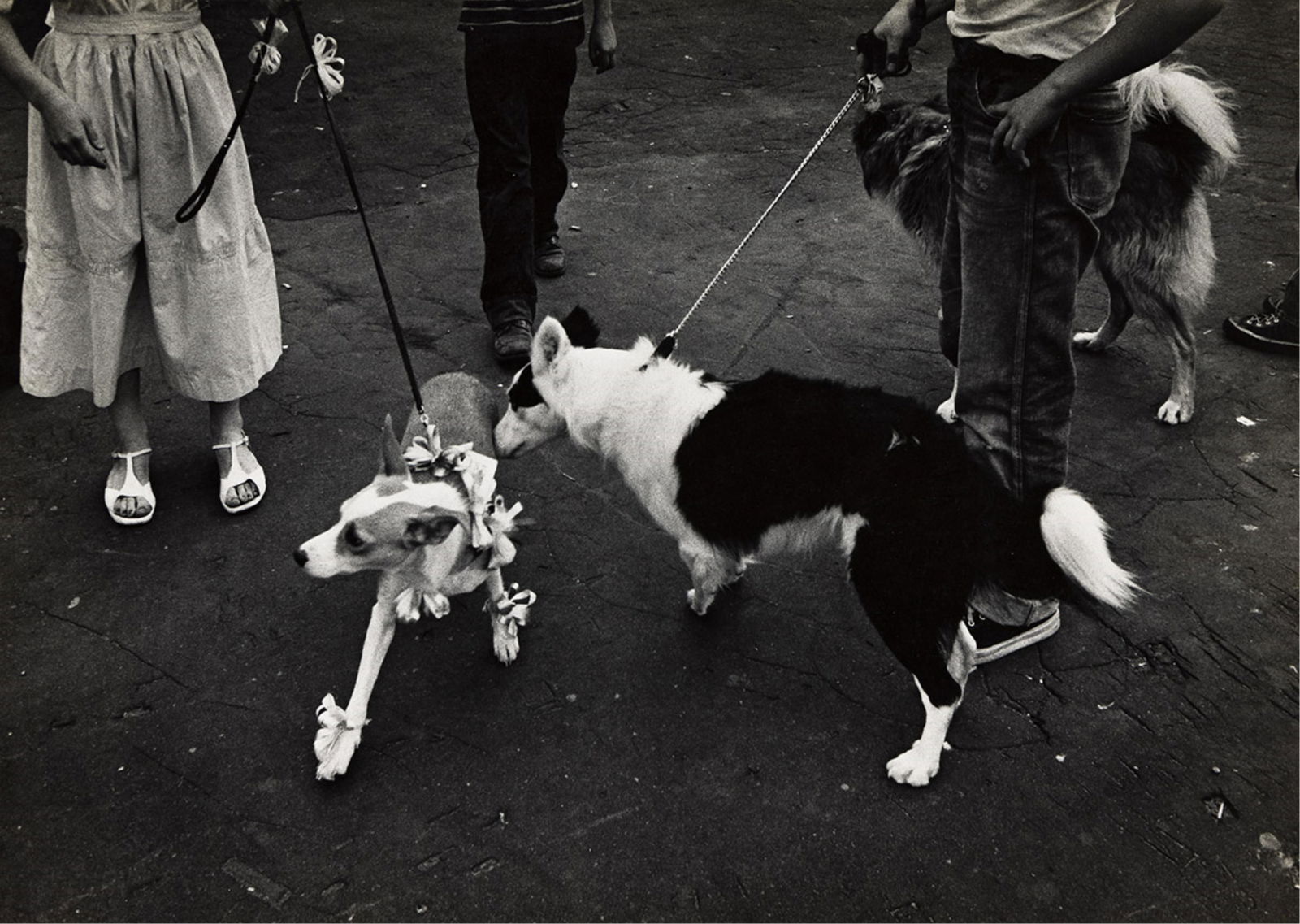 W. Eugene Smith. Two dogs at pet show. Circa 1955-57.: W. Eugene Smith1918-1978Two dogs at pet show. Circa 1955-57.Silver printWith Smith's printing notations in pencil and a "Set Three" stamp in red ink, on verso.The image 9 5/8 x 13 1/2 in. (24.4 x 34.3