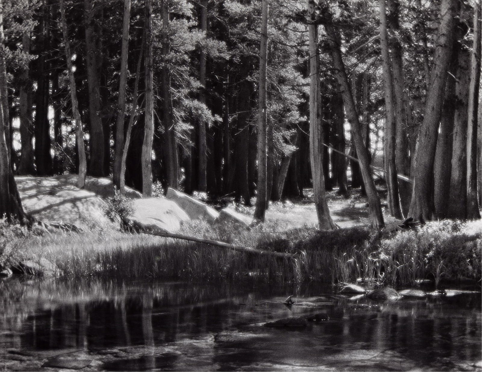 Ansel Adams. Forest and Stream, Lyell Fork of the Merced River, Yosemite National Park California. (1 of 1)