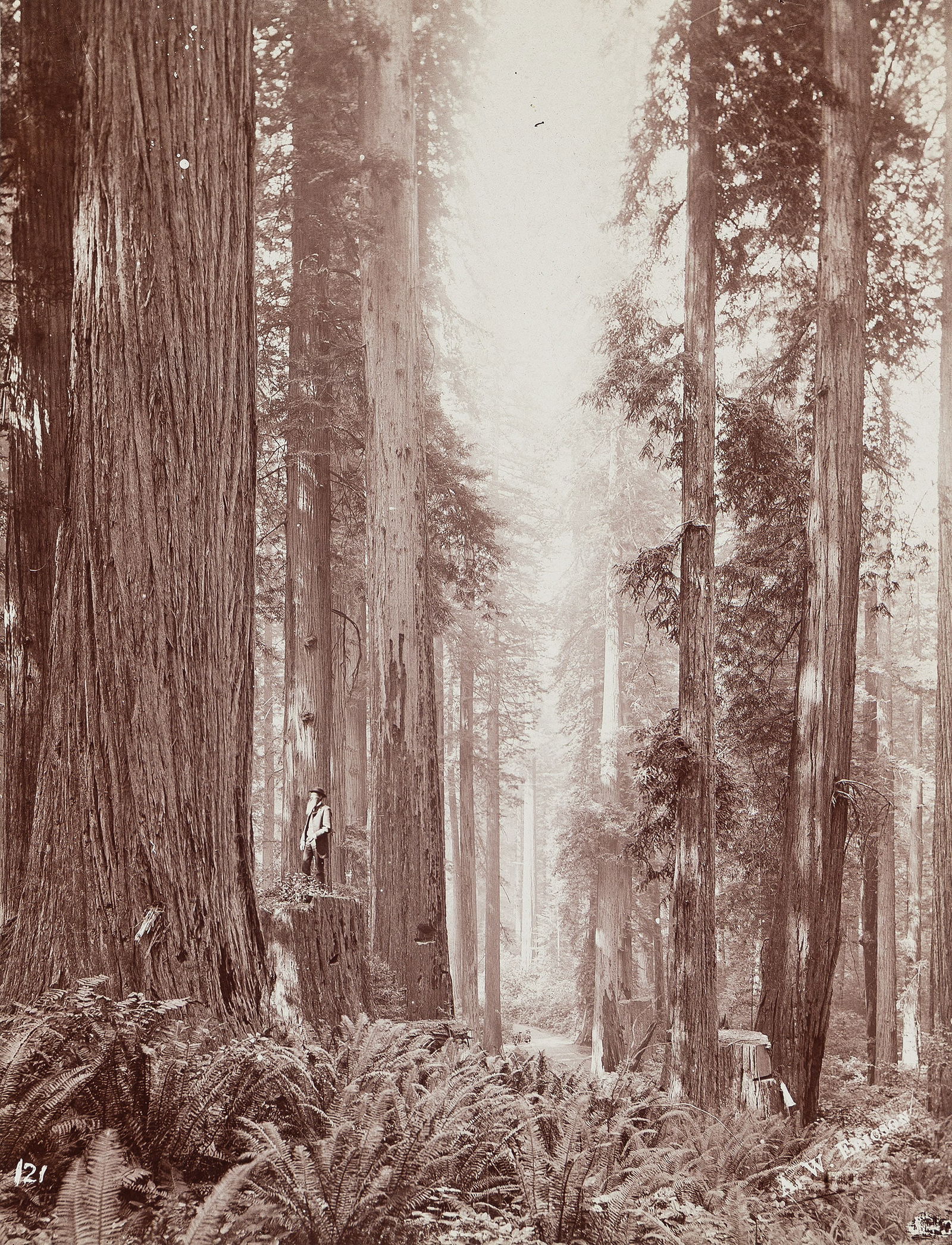 Augustus William Ericson. Scene in the California Redwoods. Circa 1900. (1 of 1)