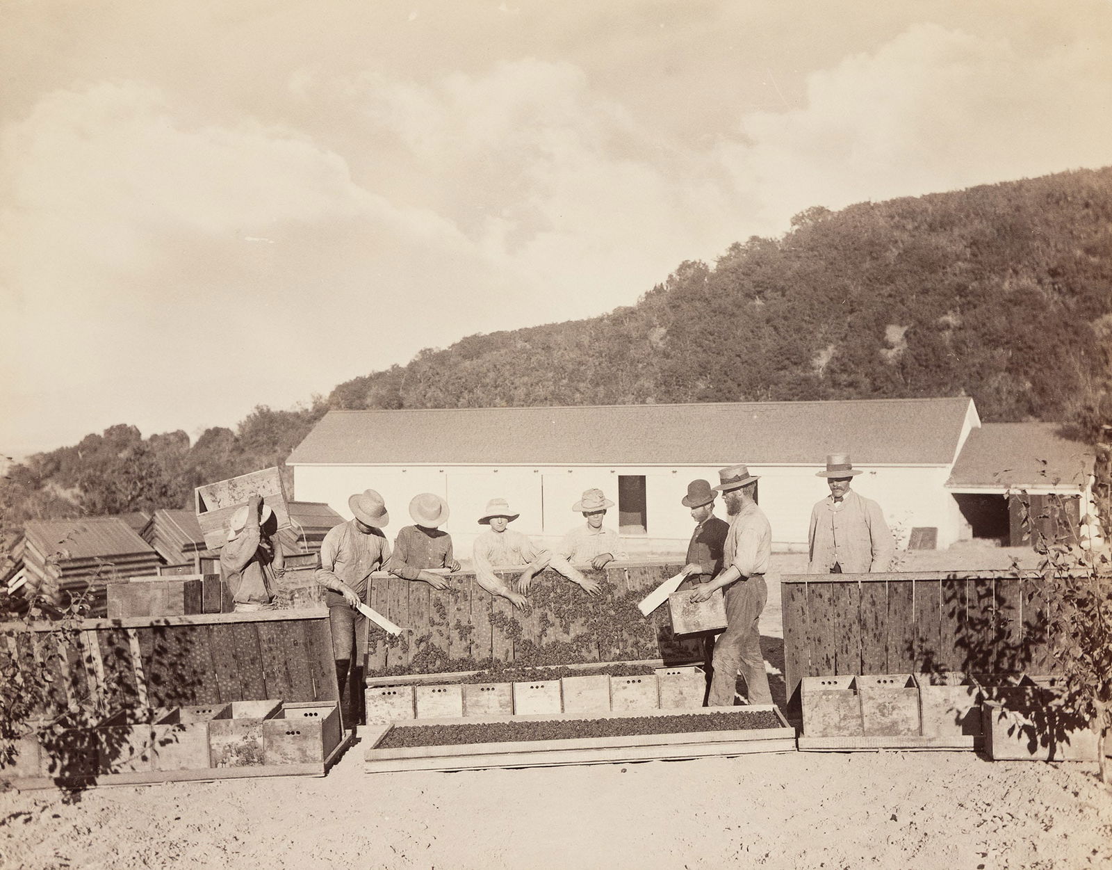 Isaiah West Taber. Sorting prunes by hand, Santa Clara County, California. Circa 1880. (1 of 1)