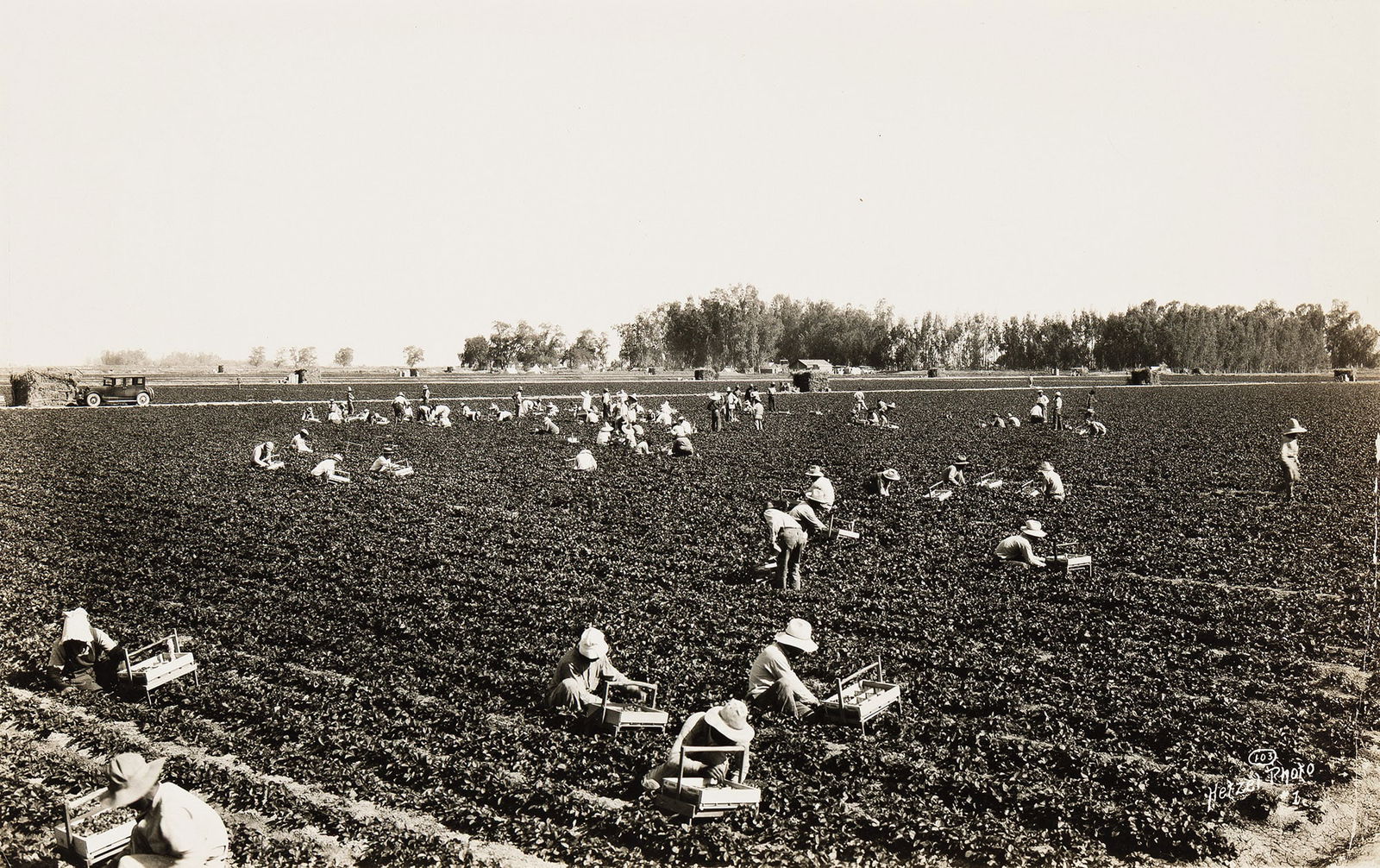 Leo Hetzel. Japanese Americans picking strawberries, Imperial Valley, California. Circa 1935. (1 of 1)