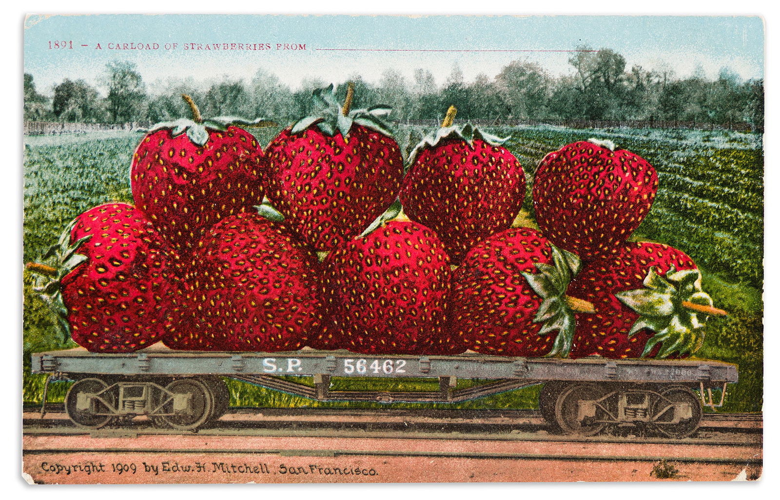 Edward H. Mitchell. Group of 4 agricultural exaggeration postcards featuring California produce. (1 of 4)