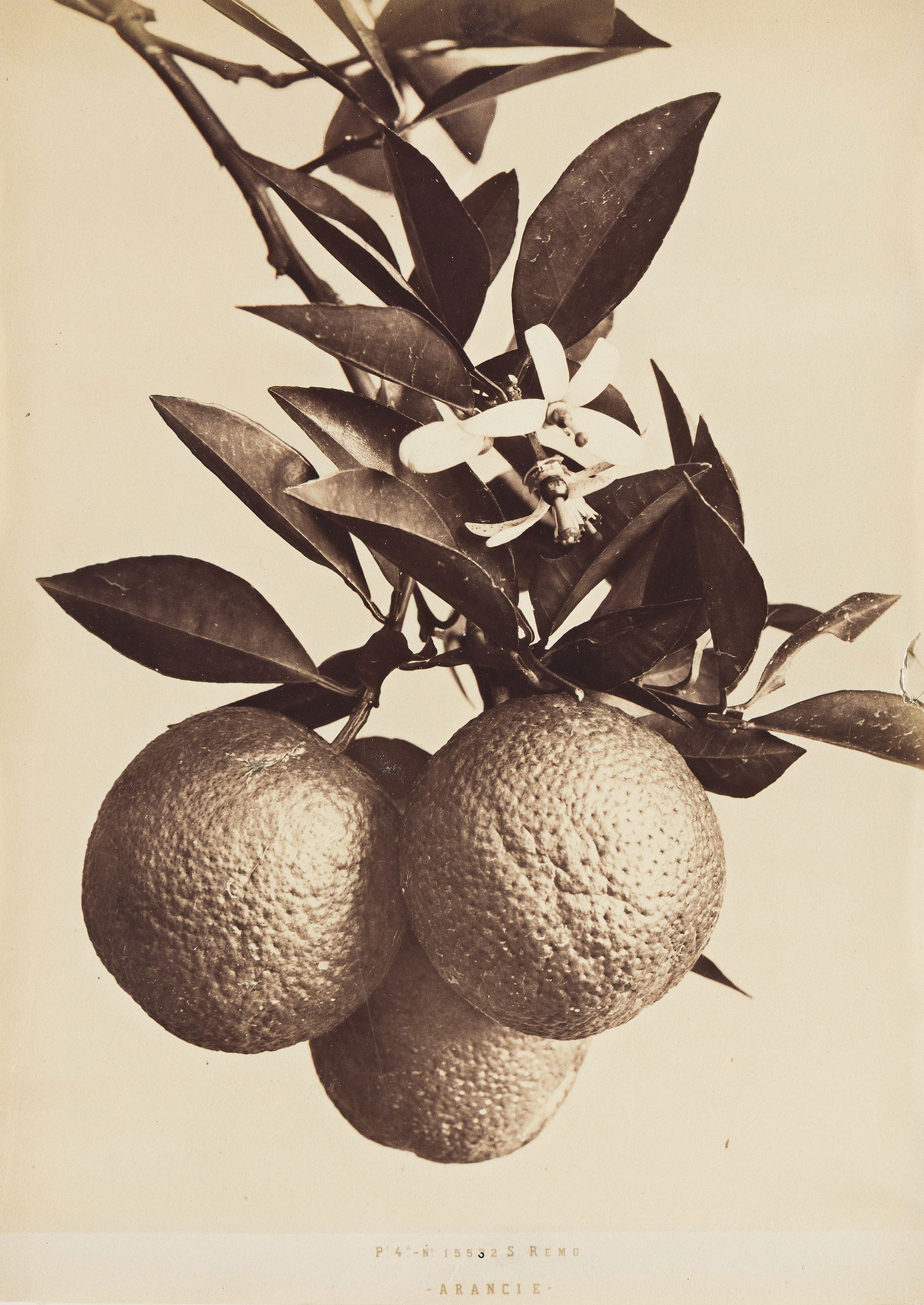 Fratelli Alinari. Arancie [Oranges]. 1870s. (1 of 1)