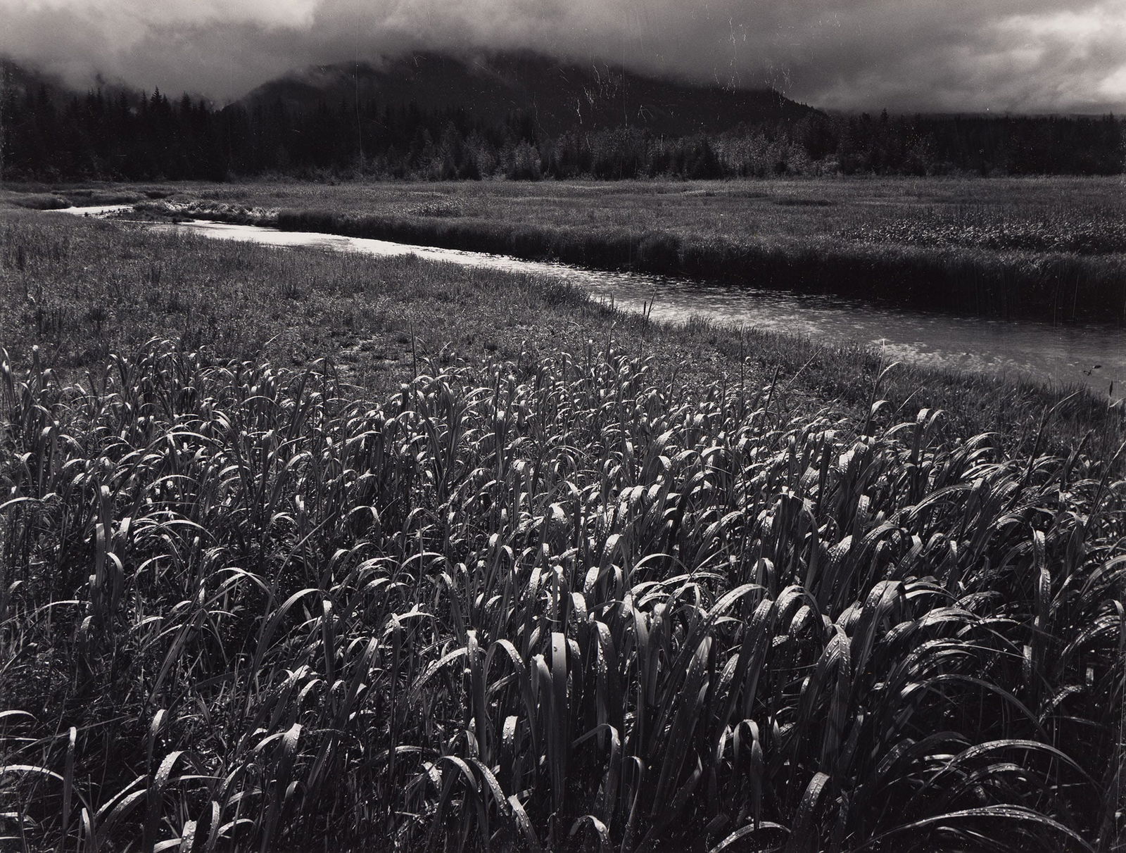 Ansel Adams. Rain, Beartrack Cove, Glacier Bay National Monument, Alaska. 1949. (1 of 1)