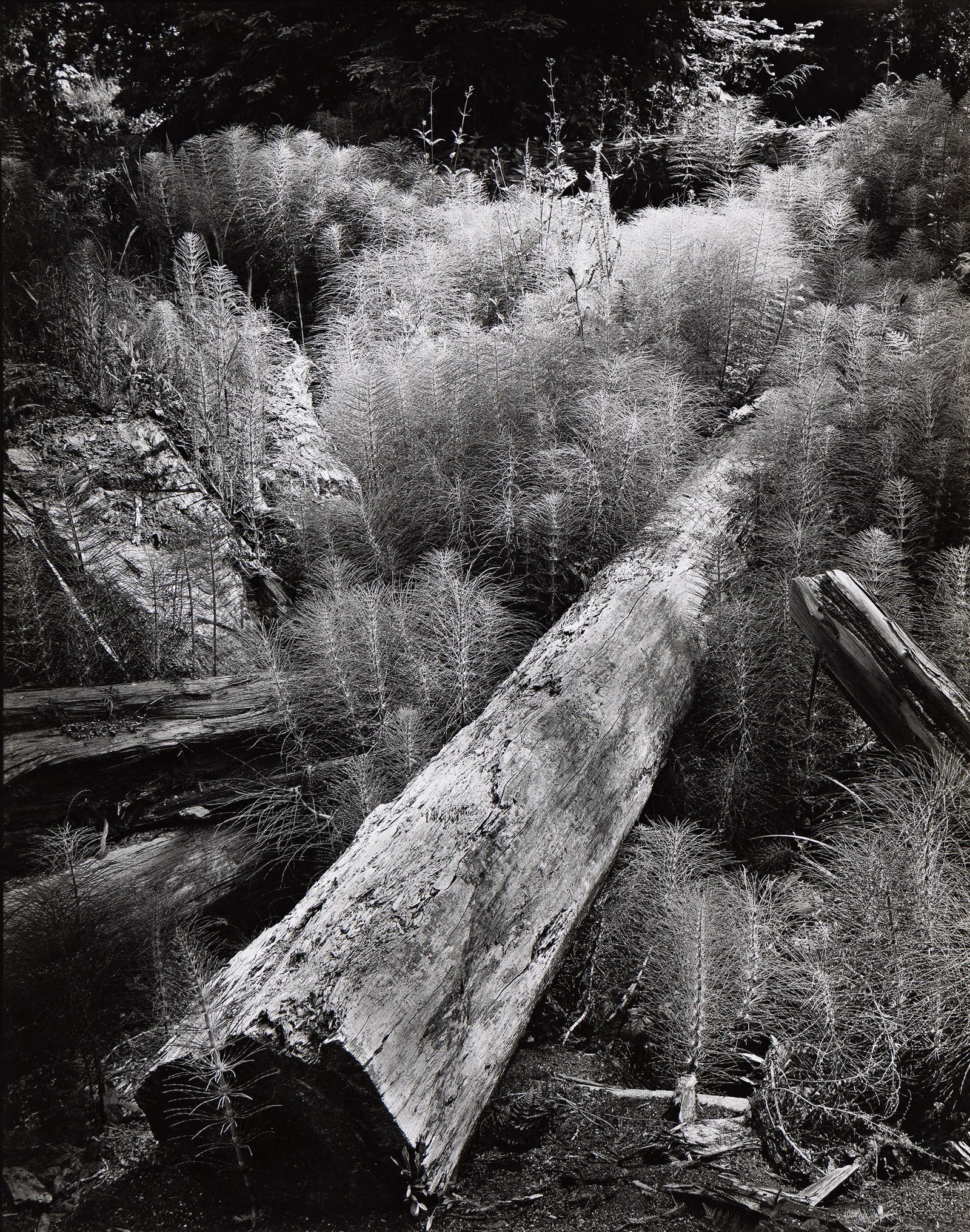 Wynn Bullock. Horsetails and Logs. 1957; printed 1960s. (1 of 1)