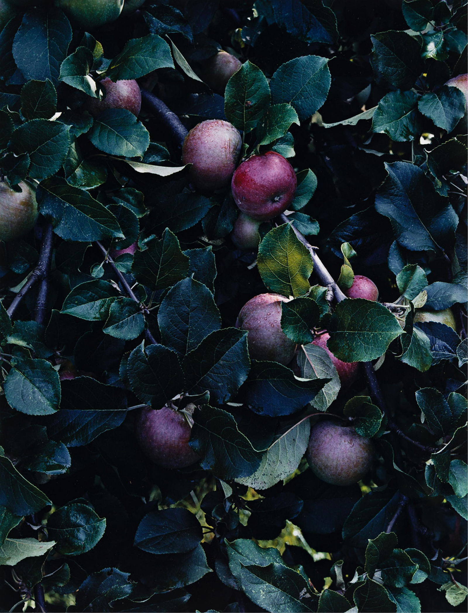 Eliot Porter. A portfolio entitled Certain Passages. 1942-76; printed 1989. (1 of 8)