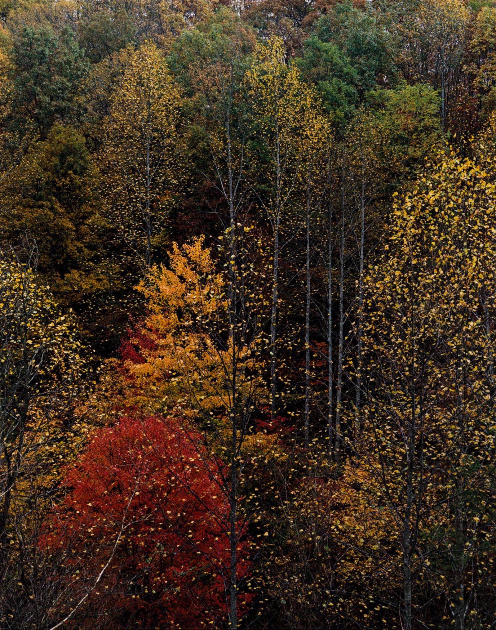 Eliot Porter. Portfolio entitled Intimate Landscapes. 1979. (1 of 10)